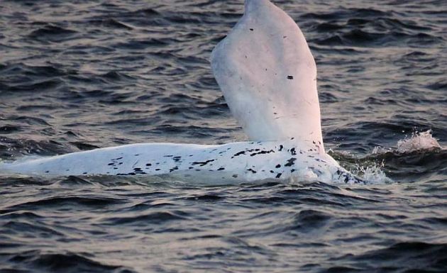 Punta del Este de fiesta: Un ballenato blanco nace en la costa de playa Mansa