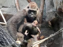Gorila se niega a dejar a su cría muerta y conmueve al mundo