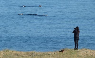 Uruguay busca ser destino turístico de avistamiento de ballenas