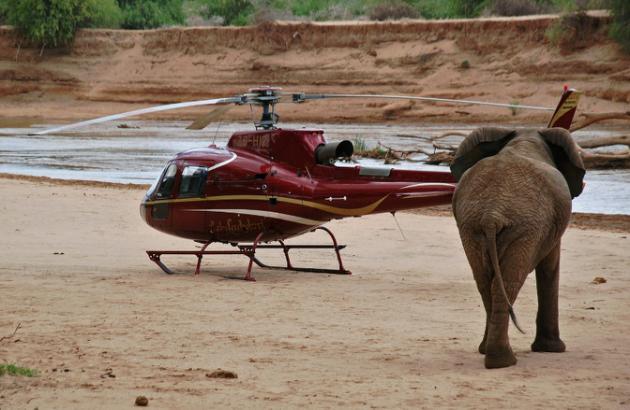 La tecnología al rescate de los elefantes en África