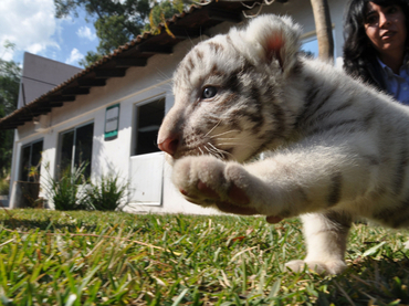 Nacen cuatro tigres blancos en zoológico de Mérida