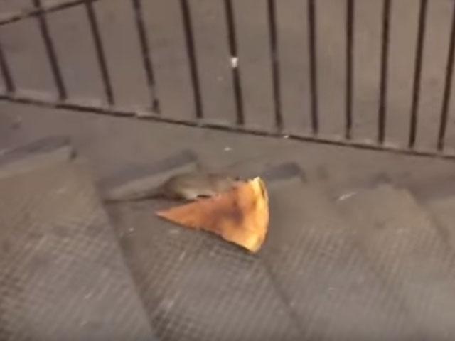 Esta rata roba un pedazo de pizza y causa sensación