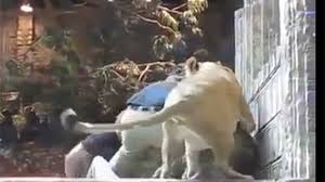 Leona convence al león que no mate a los cuidadores del zoo