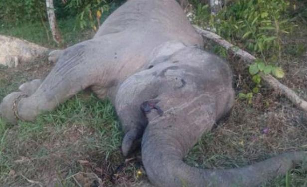 Envenenaron a un elefante símbolo de Indonesia para quitarle los colmillos