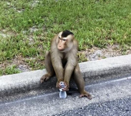 Un mono suelto volvió loco a un suburbio de Orlando