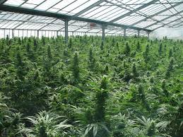 Gobierno de Uruguay adjudicó a dos empresas la producción y distribución de marihuana