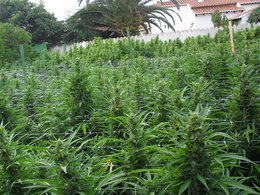 En ocho meses se comercializará marihuana en las farmacias de Uruguay