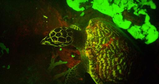 ¿Una tortuga luminosa? Los animales más raros del planeta