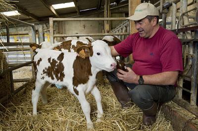 Aromaterapia para tratar a las vacas lecheras; Ganaderos franceses innovan