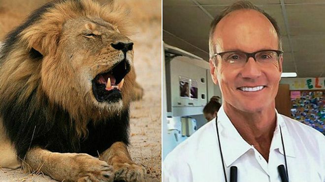 Walter Palmer, el dentista que mató al león Cecil no será procesado