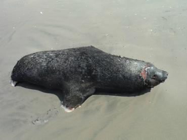 Misterio: Aparecen muertos 21 delfines, 11 tortugas y 4 lobos marinos en Sinaloa