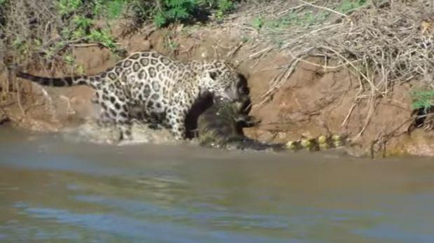 Un jaguar se zambulle en un río y caza un cocodrilo
