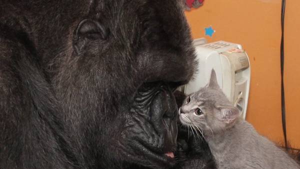 La gorila Koko adoptó dos gatitos en su cumpleaños 44