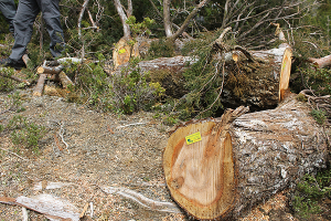 Cortan árbol de mil años en Chile para hacer ataúdes