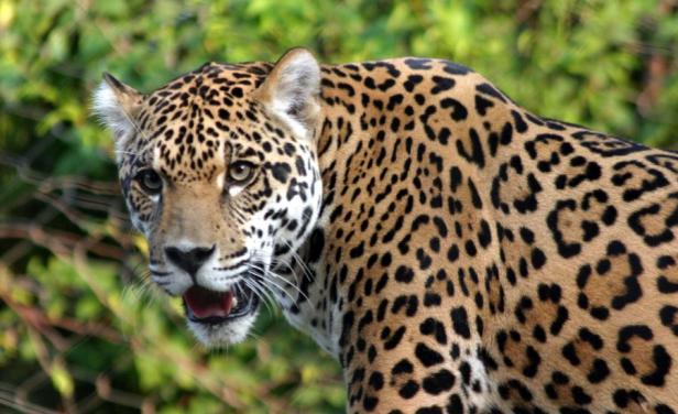 "Cruzó un monte, me miró y siguió": Sutil jaguar de Portezuelo perseguido por cazadores