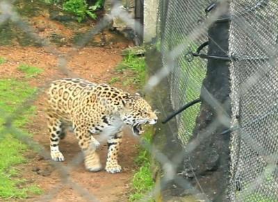 El jaguar de Portezuelo al parecer es un gatito grande
