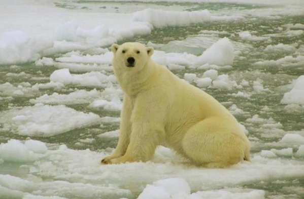En zoológico de Filadelfia sacrifican al oso polar más antiguo de EEUU