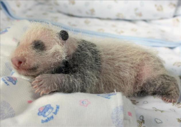 Trece bebés panda, entre ellos seis parejas de gemelos, presentados en China