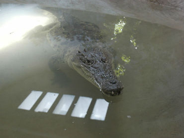 Rescatan a caimán de 2 metros atascado en alcantarilla de Florida, EEUU