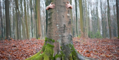 Abrazar árboles ha sido oficialmente validado por la ciencia