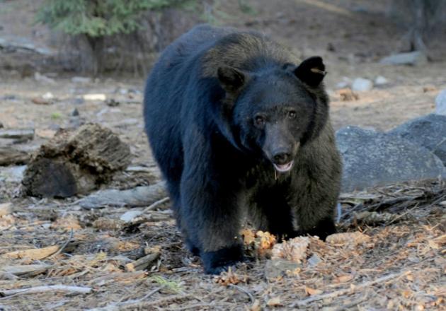 Mataron 300 osos negros en Florida, EEUU, en sólo 48 horas