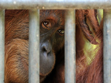 Orangutanes, presas del hambre y enfermedades en Indonesia