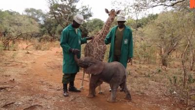 Elefante y jirafa huérfanos se convierten en mejores amigos