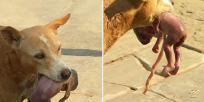 Impactante foto de un perro que rescató a un recién nacido arrojado a un basurero