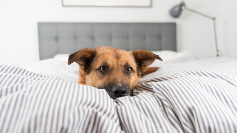 Mayoría de perros duermen en la misma cama que sus dueños