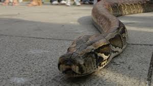 Niño de un año mató una serpiente venenosa a mordiscos en Brasil