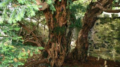 Por qué uno de los árboles más antiguos de Europa cambió de sexo