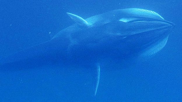 Filman por primera vez una de las ballenas más elusivas de los oceános