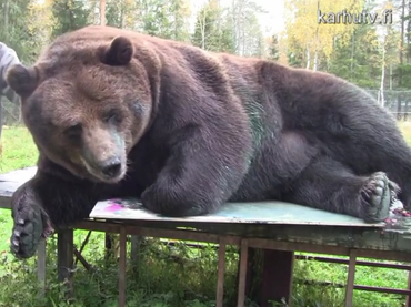 Un oso cobra fama por pintar obras de arte