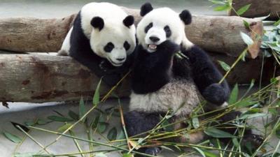 China asegura haber descifrado el lenguaje de sus osos panda