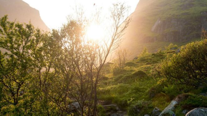 Cómo logró Noruega salvar sus bosques cuando estaban a punto de desaparecer