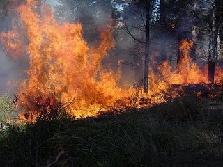 Gran incendio forestal en Ruta Interbalnearia, cerca de La Floresta