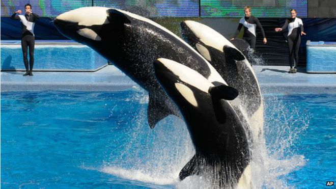 Bajo presión, SeaWorld pondrá fin a sus espectáculos con orcas en California