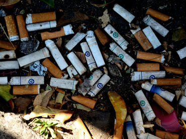 Alertan daño ambiental por tirar colillas de cigarrillos