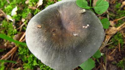 Científicos explican cómo los hongos pueden provocar lluvias