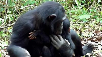 El extraordinario caso de la chimpancé que cuidó de su cría discapacitada