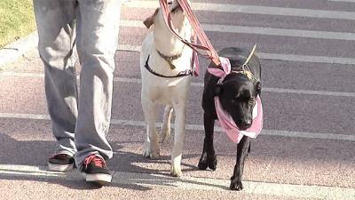 Manifestación en Montevideo contra bozal y otras medidas: "Ser perro no es delito"