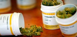 Empresas extranjeras quieren producir marihuana medicinal en Uruguay