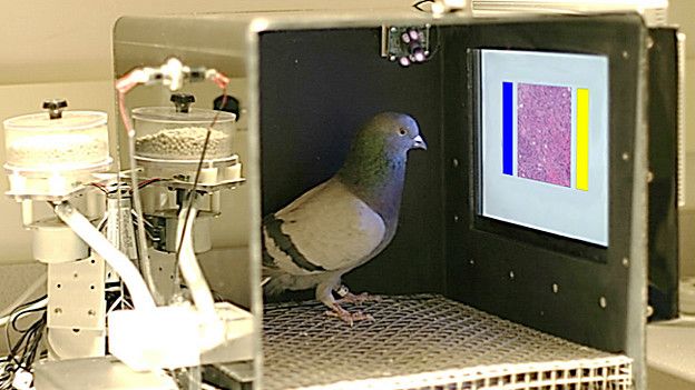 Las palomas que pueden leer las mamografías mejor que los radiólogos