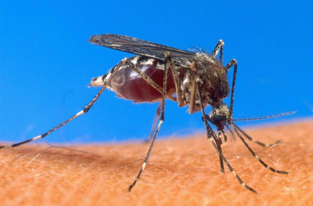 Crean mosquito transgénico para combatir la malaria
