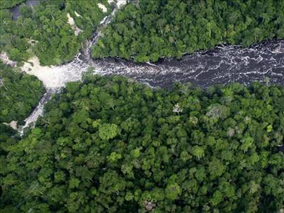 Greenpeace acusa a empresas chinas de talas ilegales en cuenca del río Congo