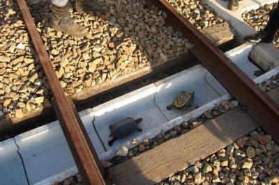 Japón inaugura un mini túnel para tortugas