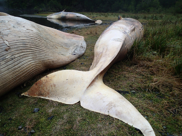 Hallan más de 300 ballenas muertas en el sur de Chile