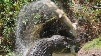 Un enorme cocodrilo caníbal devora a otro en Australia