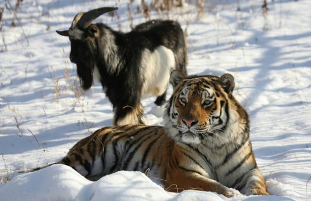 "Fenomenal amistad" entre un tigre y una cabra en un zoo de Rusia