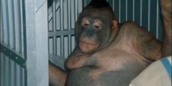 Liberan a orangutana prostituida en un burdel durante años